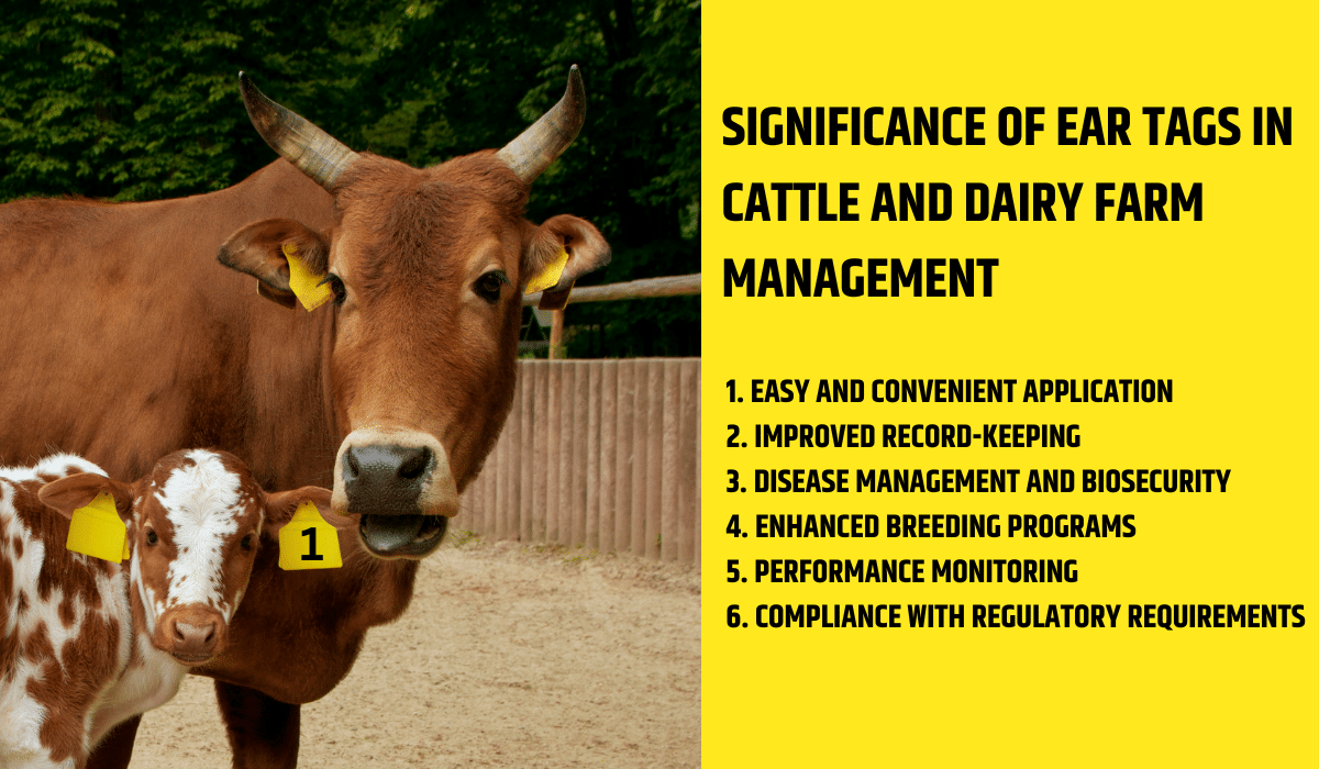Ear Tags in Cattle and Dairy Farm Management