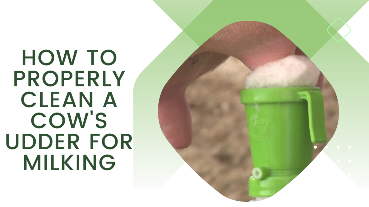 Clean a Cow's Udder for Milking