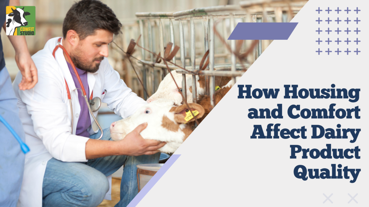 How Housing and Comfort Affect Dairy Product Quality